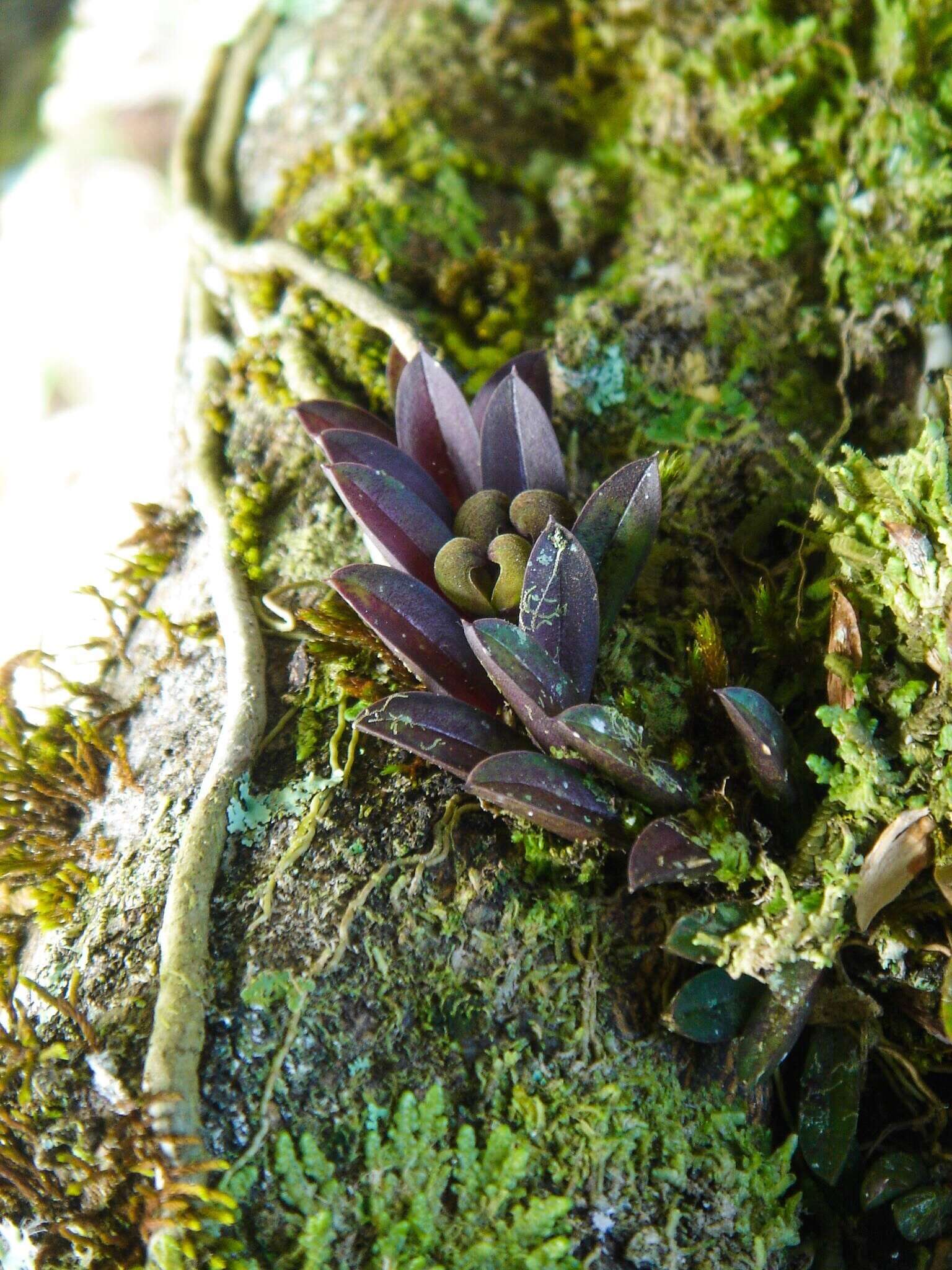 Image of Acianthera bragae (Ruschi) F. Barros