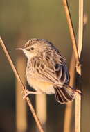 Image of Desert Cisticola