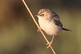 Image of Desert Cisticola