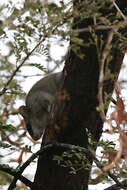 Image of Black-tailed Thallomys