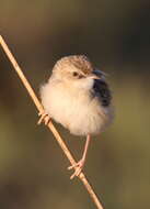 Image of Desert Cisticola