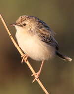 Image of Desert Cisticola