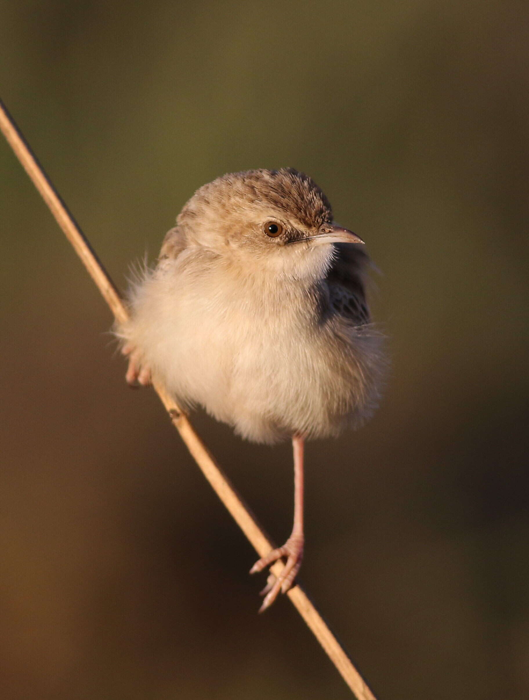 Image of Desert Cisticola