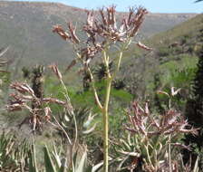 Image of Cotyledon orbiculata var. spuria (L.) Tölken