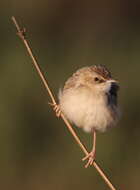 Image of Desert Cisticola