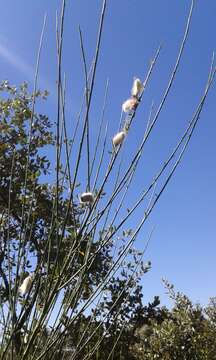 Image of striated broom