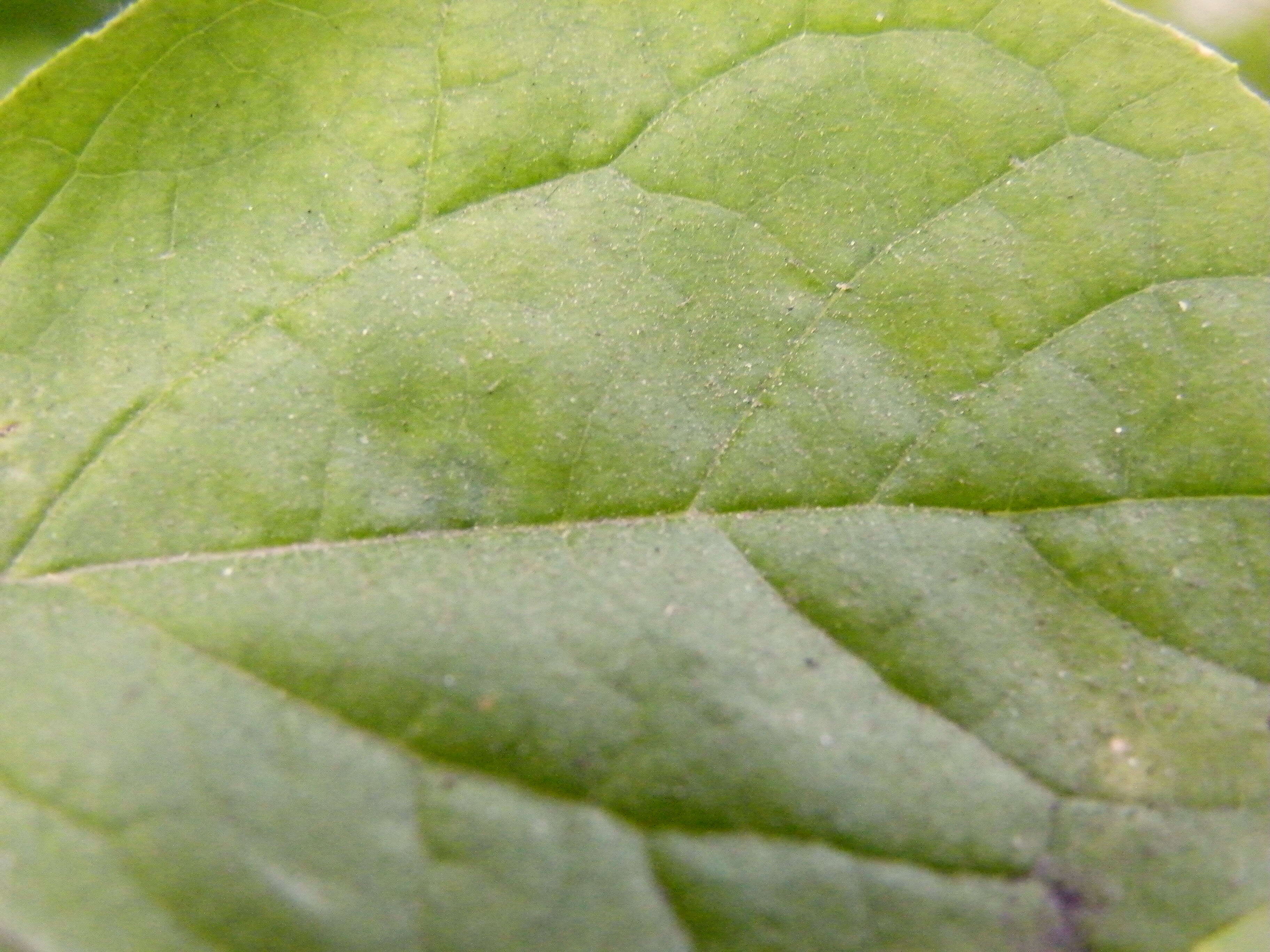 Image of sweet mock orange