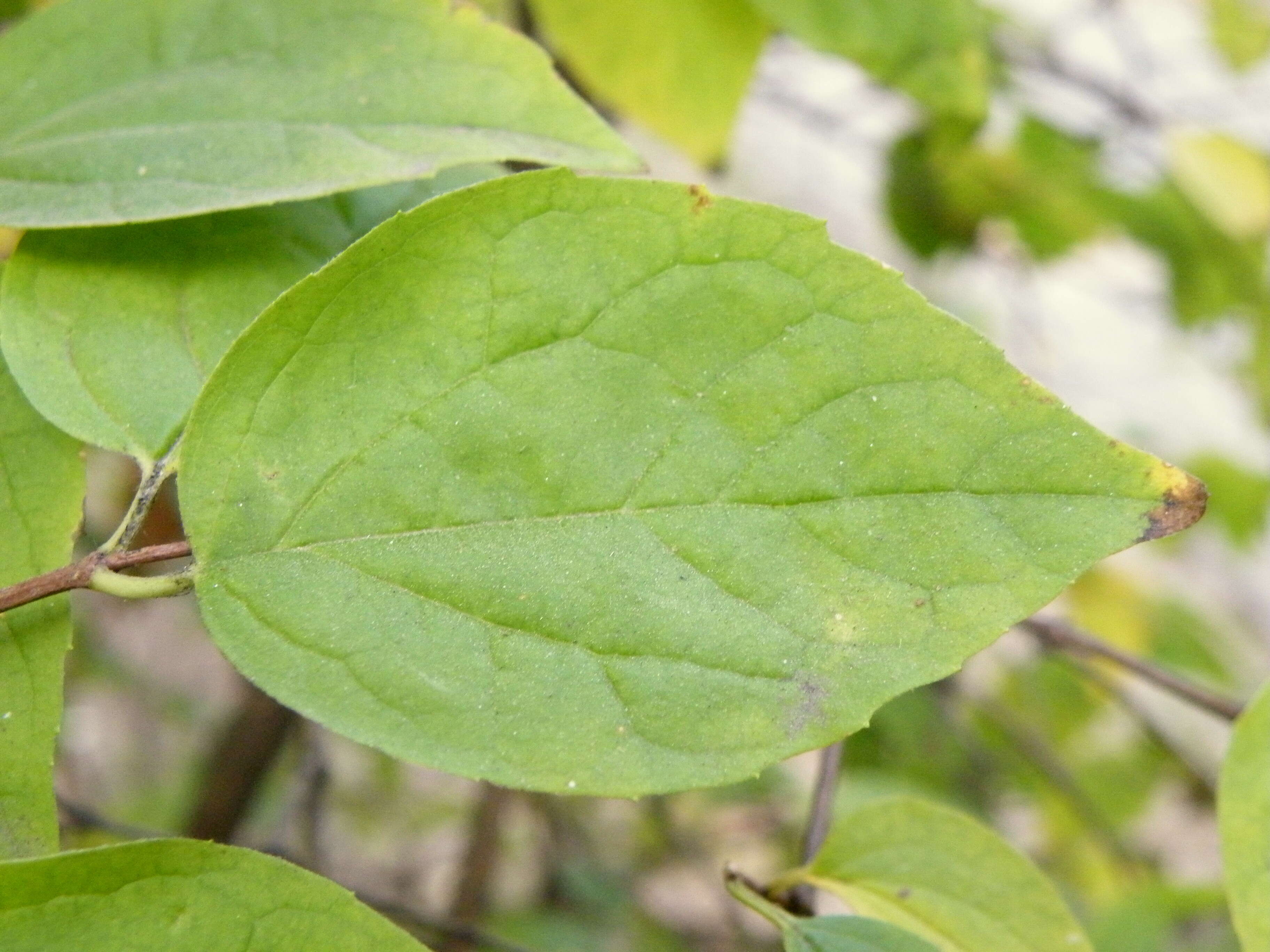 Image of sweet mock orange