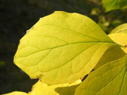 Image of sweet mock orange