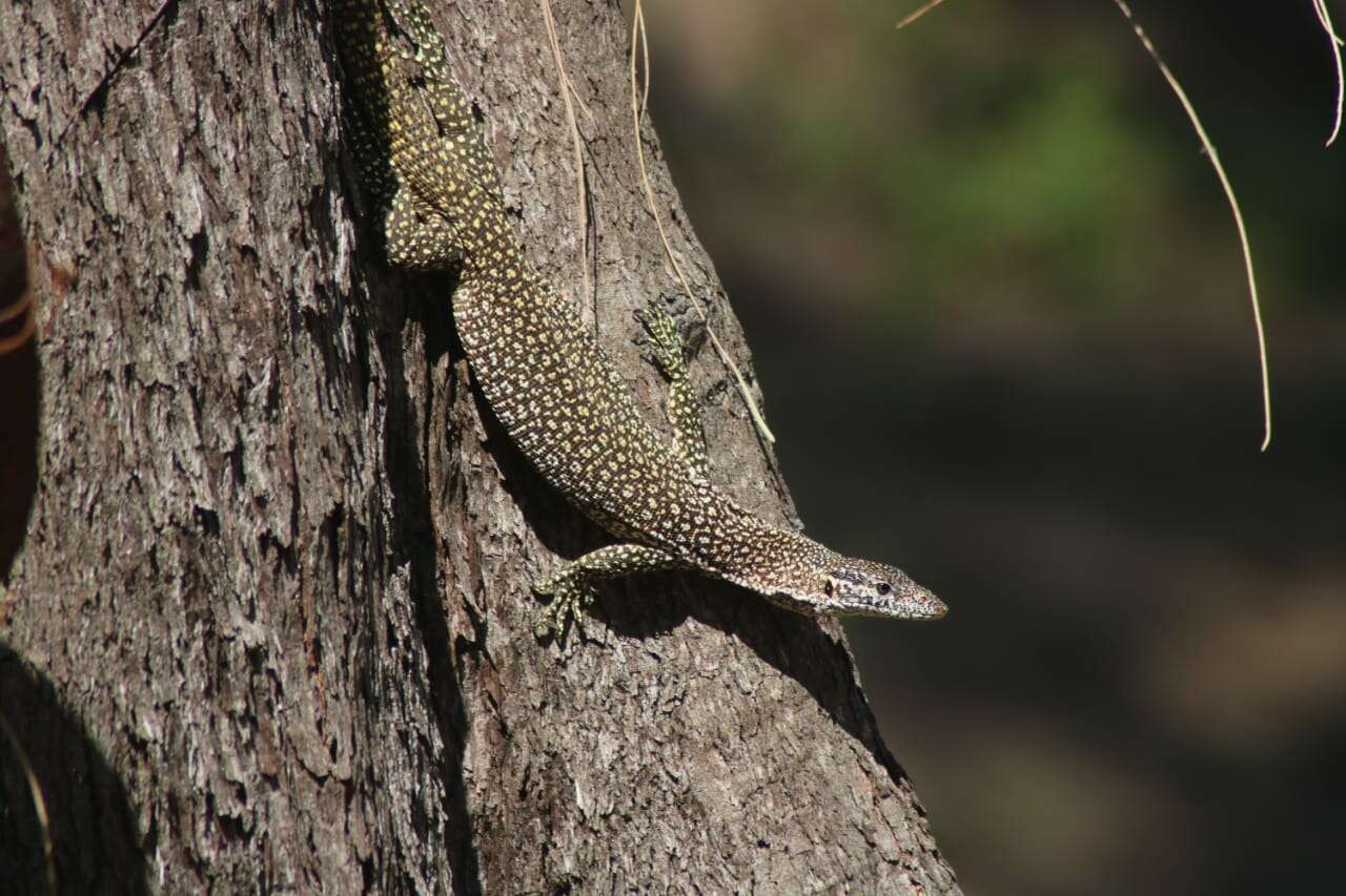 Imagem de Varanus timorensis Gray 1831