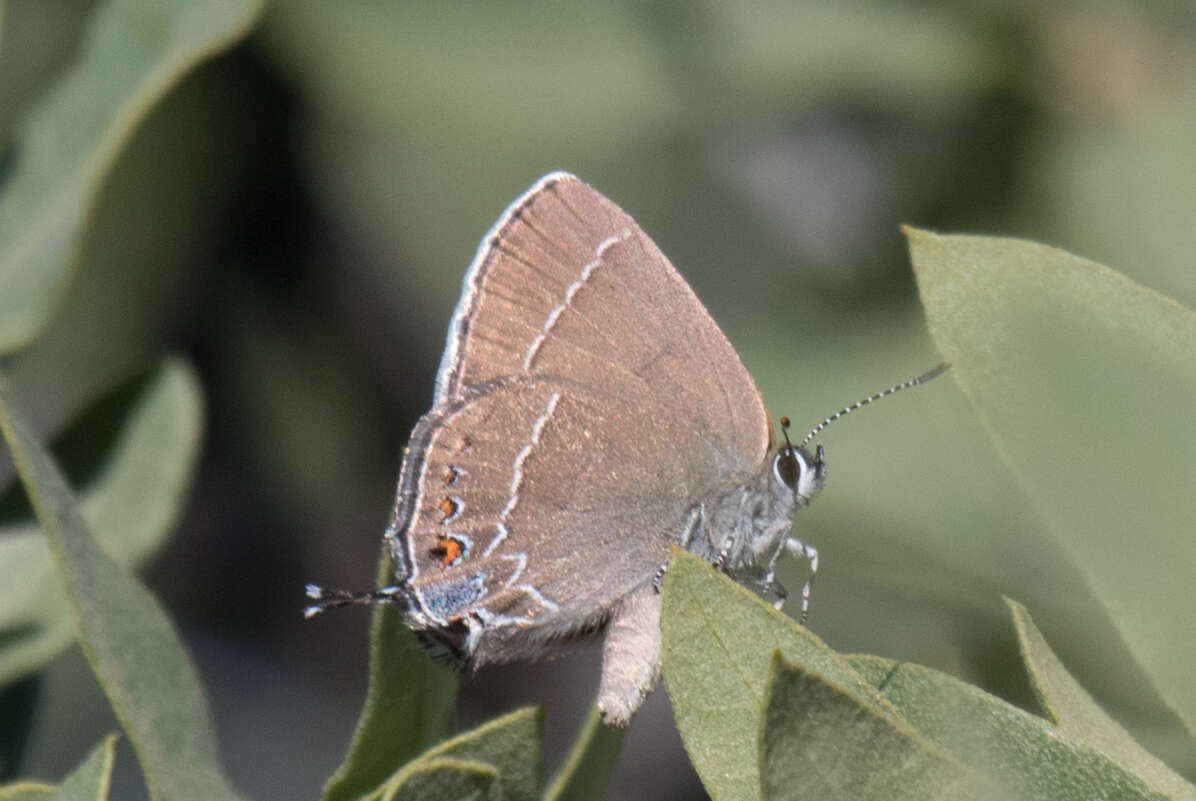 صورة Satyrium polingi