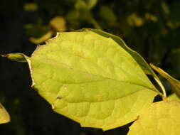 Image of sweet mock orange