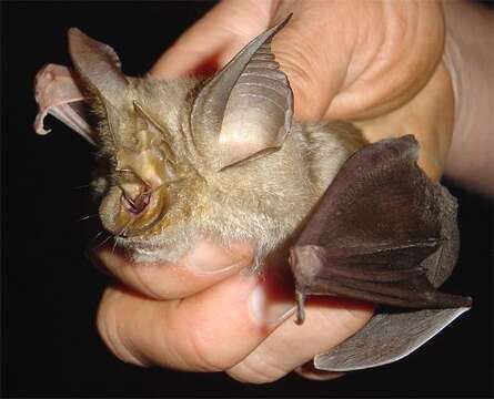 Image of Hildebrandt's Horseshoe Bat -- Hildebrandt's Horseshoe Bat