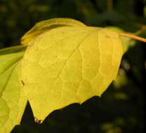 Image of sweet mock orange