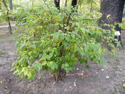 Imagem de Philadelphus coronarius L.