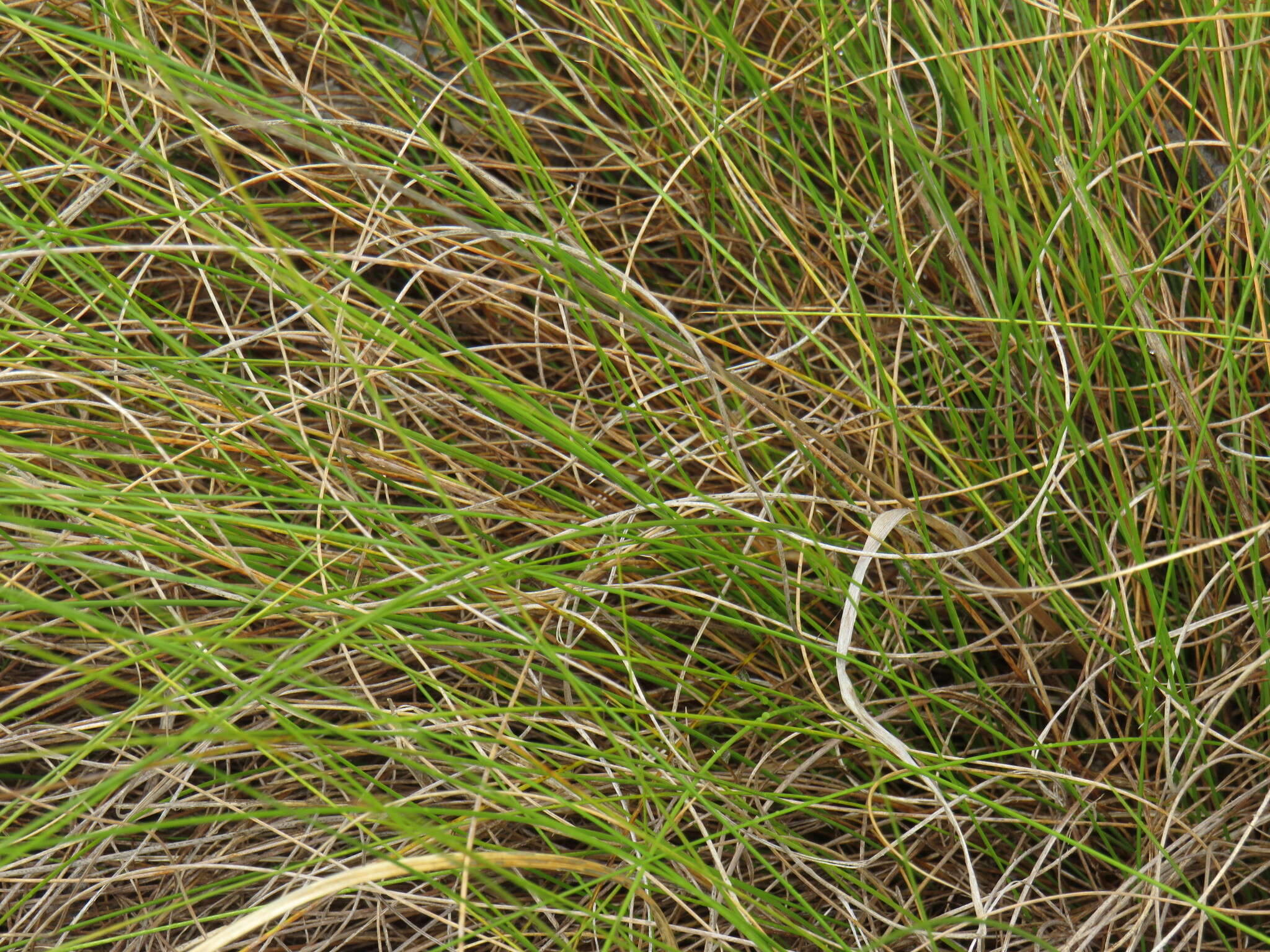 Image of Tenaxia stricta (Schrad.) N. P. Barker & H. P. Linder