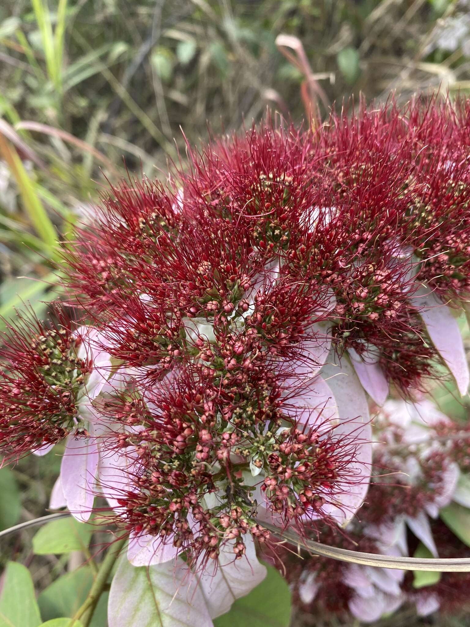 Sivun Combretum racemosum Beauv. kuva