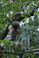 Image of Bonneted Langur