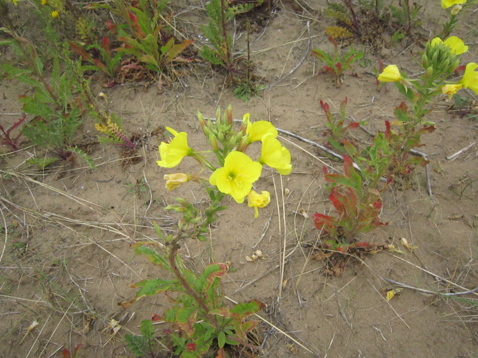 Image of Oenothera fallax Renner