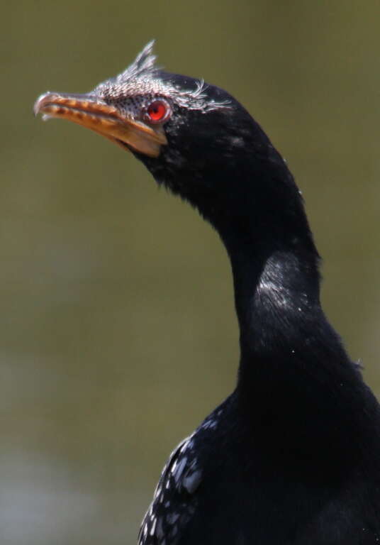 Image of Long-tailed Cormorant