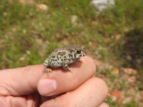 Image of Plateau toad