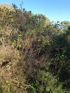 Image of Ribes punctatum Ruiz & Pav.