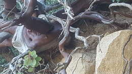 Image of pinkbracted manzanita