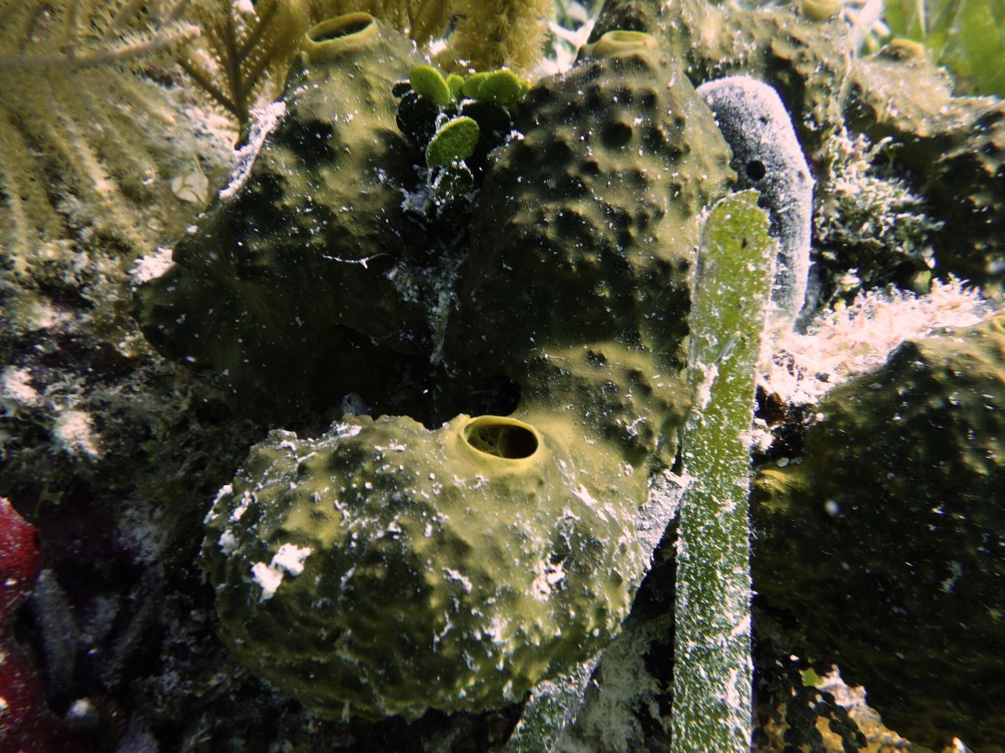 Image of Smenospongia conulosa Pulitzer-Finali 1986