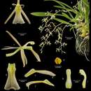 Image of Liparis coelogynoides (F. Muell.) Benth.