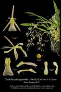 Image of Liparis coelogynoides (F. Muell.) Benth.