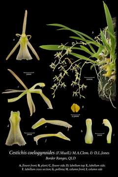 Liparis coelogynoides (F. Muell.) Benth.的圖片