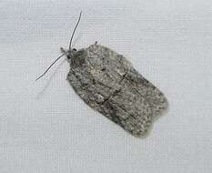 Imagem de Acleris nigrolinea Robinson 1869