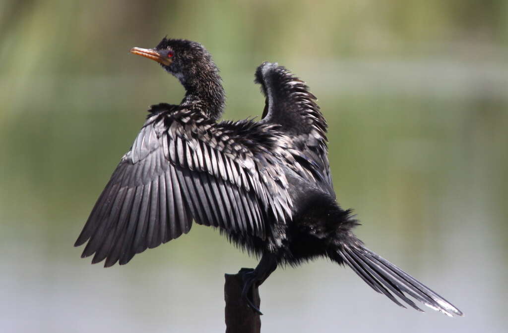 Image of Long-tailed Cormorant