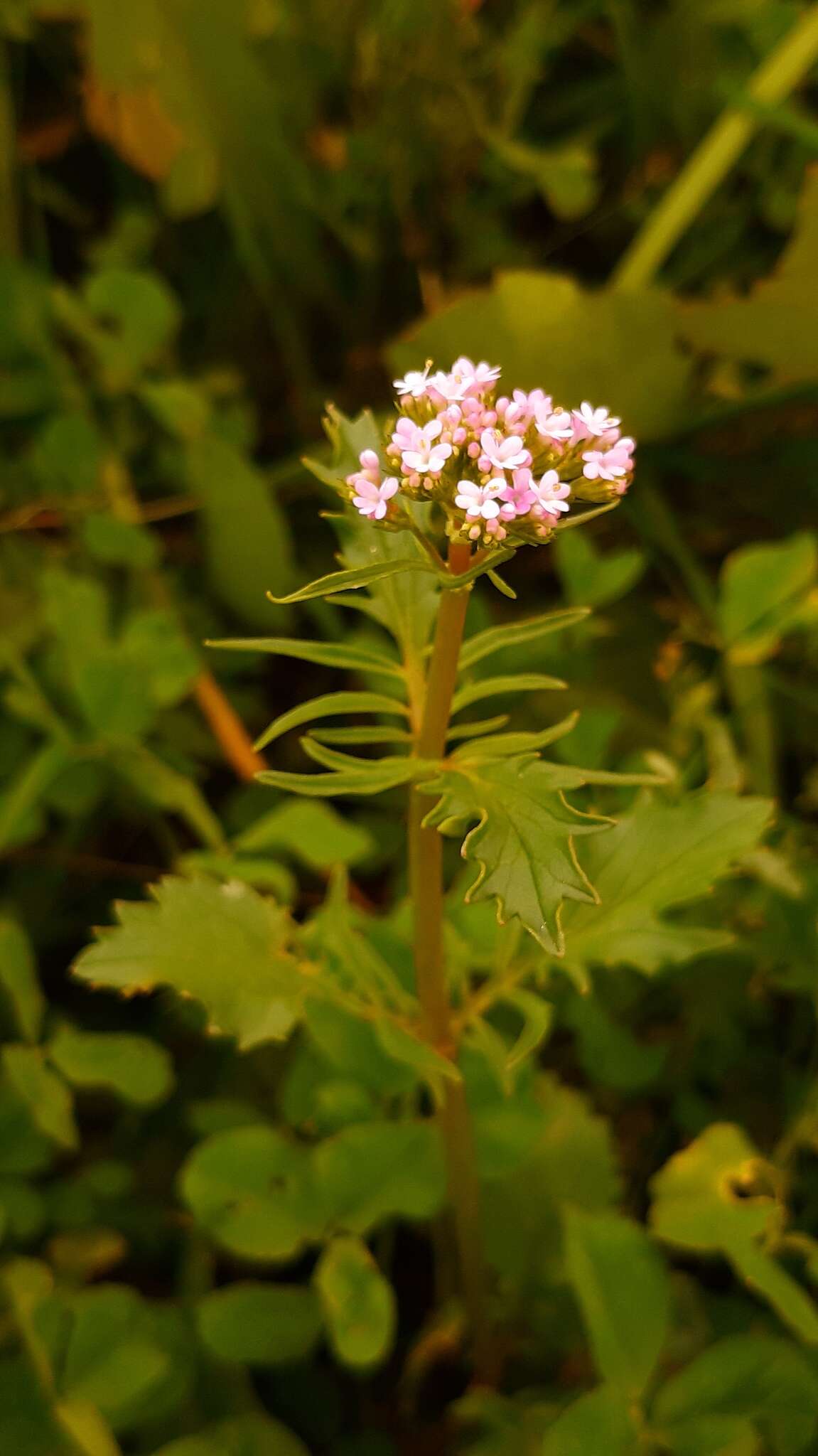 Image of Centranthus calcitrapae (L.) Dufr.