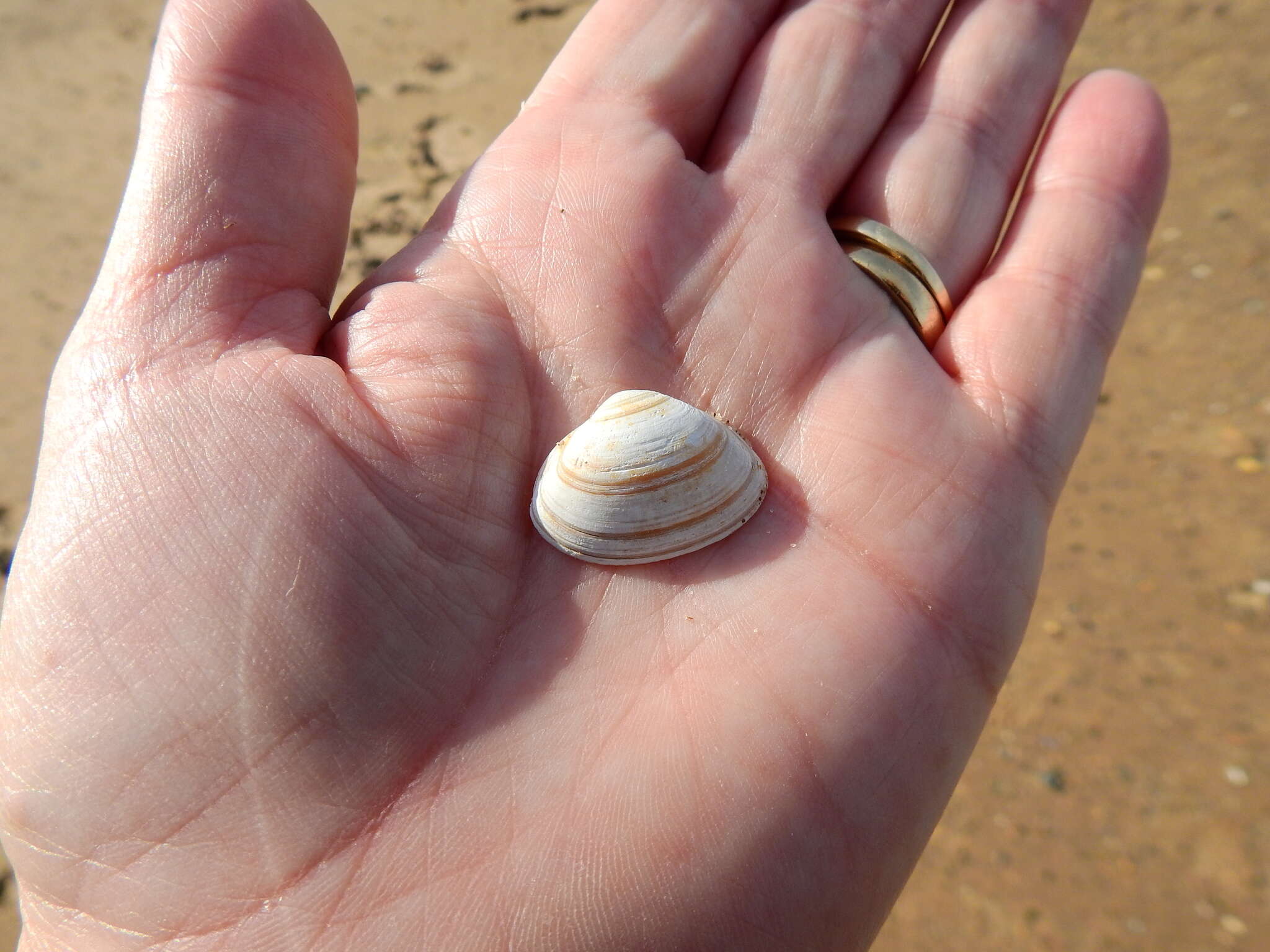 Image of elliptic trough shell