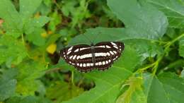 Image de Neptis hylas luculenta Fruhstorfer 1907