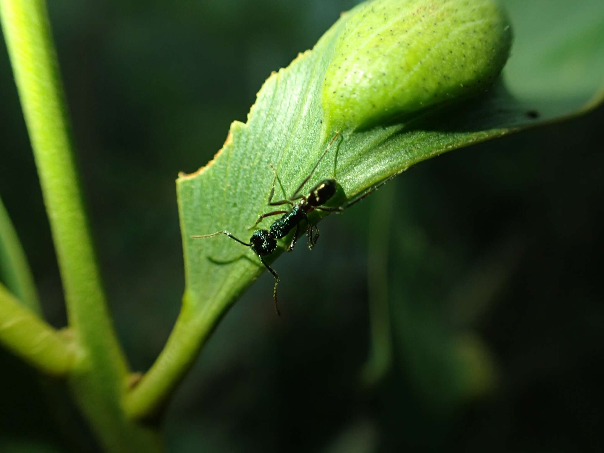 Imagem de Rhytidoponera purpurea (Emery 1887)