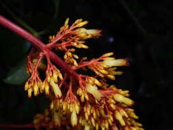 Image of Palicourea triphylla DC.