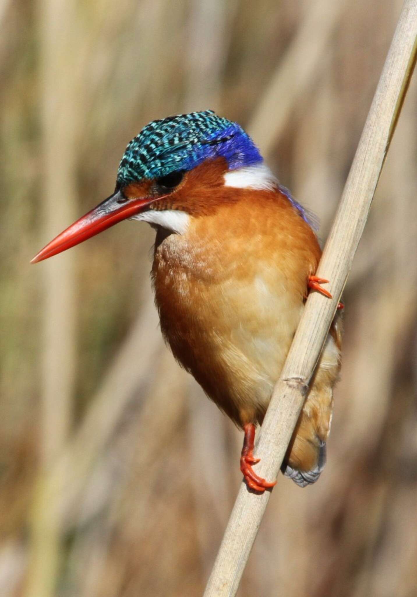 Image of Alcedo cristata