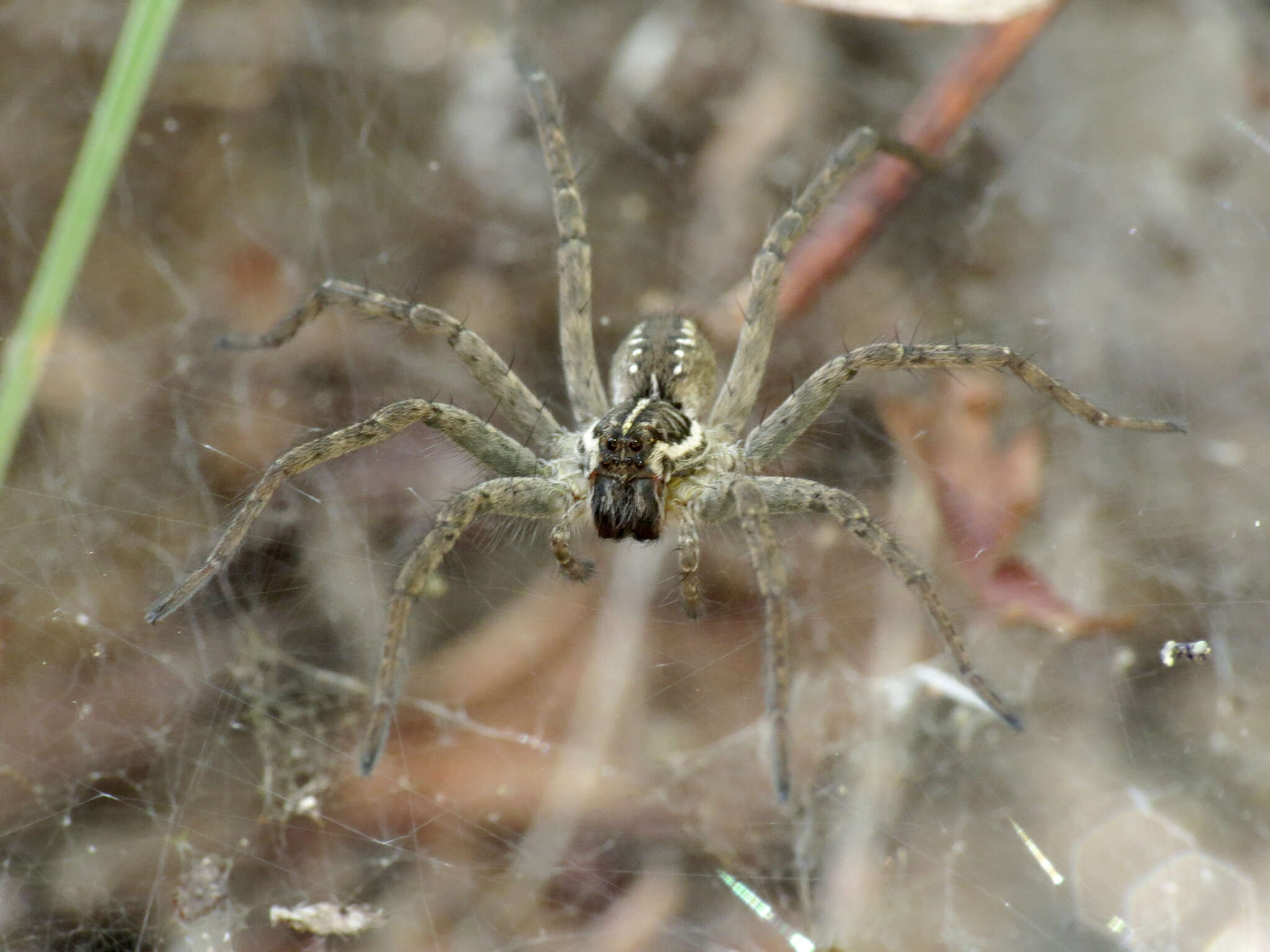 Image of Sosippus californicus Simon 1898