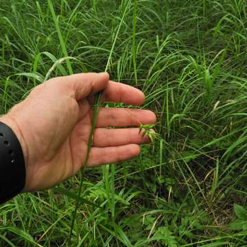 Image of Northern Long Sedge