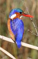 Image of Alcedo cristata