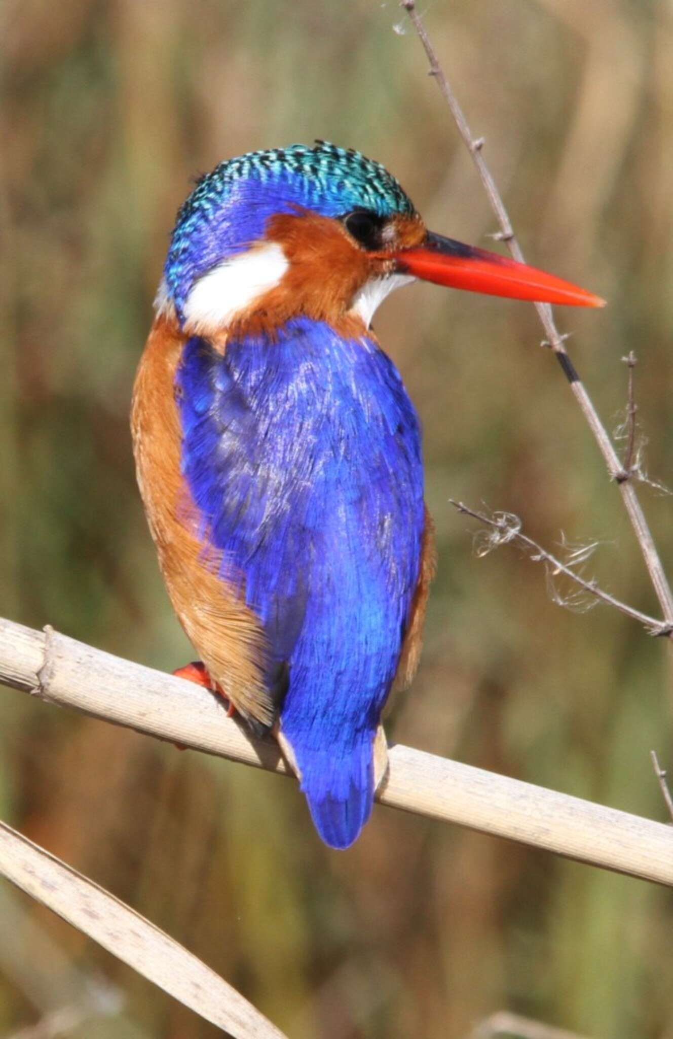 Image of Alcedo cristata