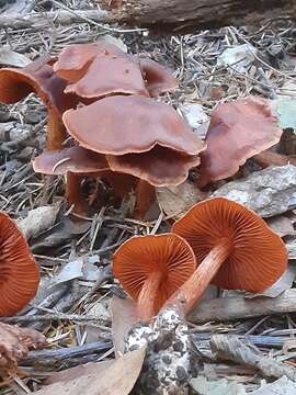 Image of Cortinarius californicus A. H. Sm. 1939