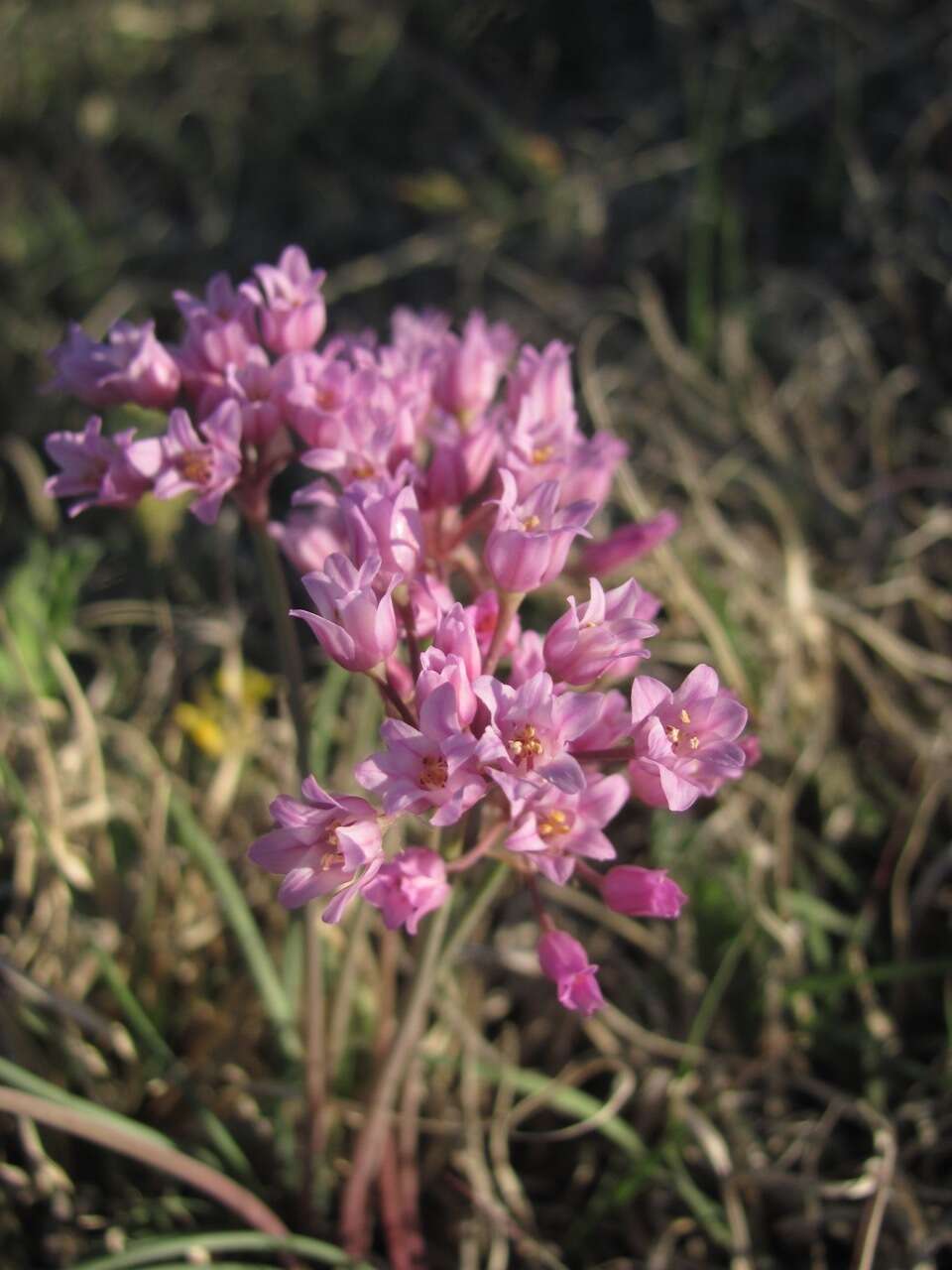 Image of plains onion