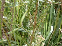 صورة <i>Philothamnus occidentalis</i>