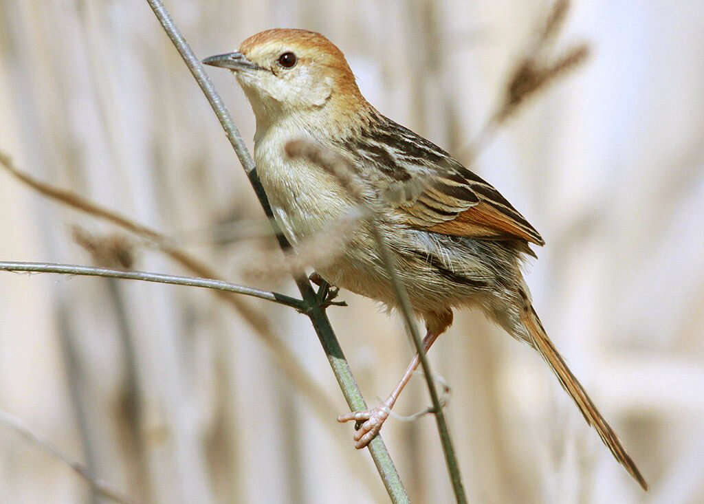 Image of Lesser Black-backed Cisticola