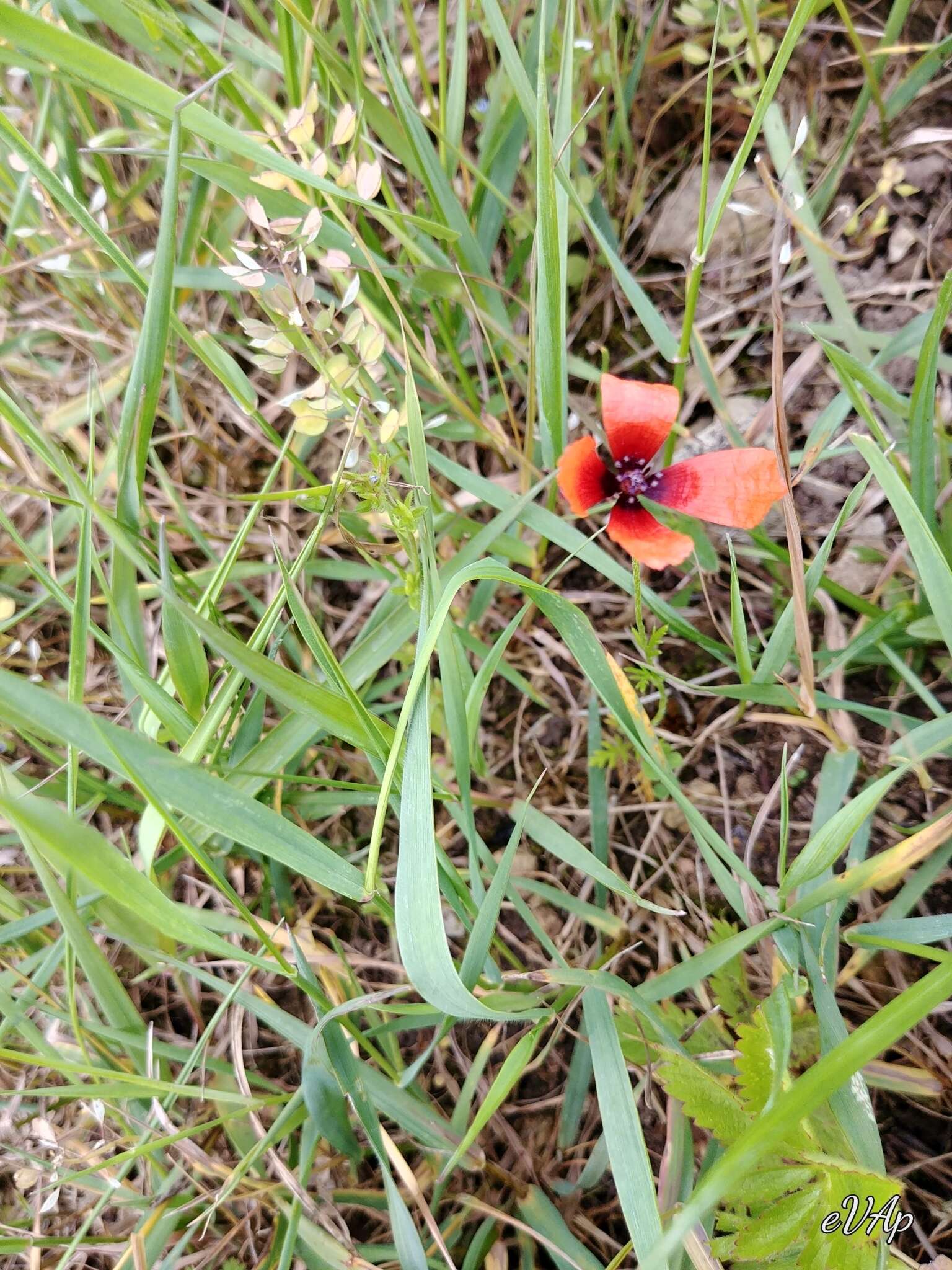 Image of Prickly Poppy