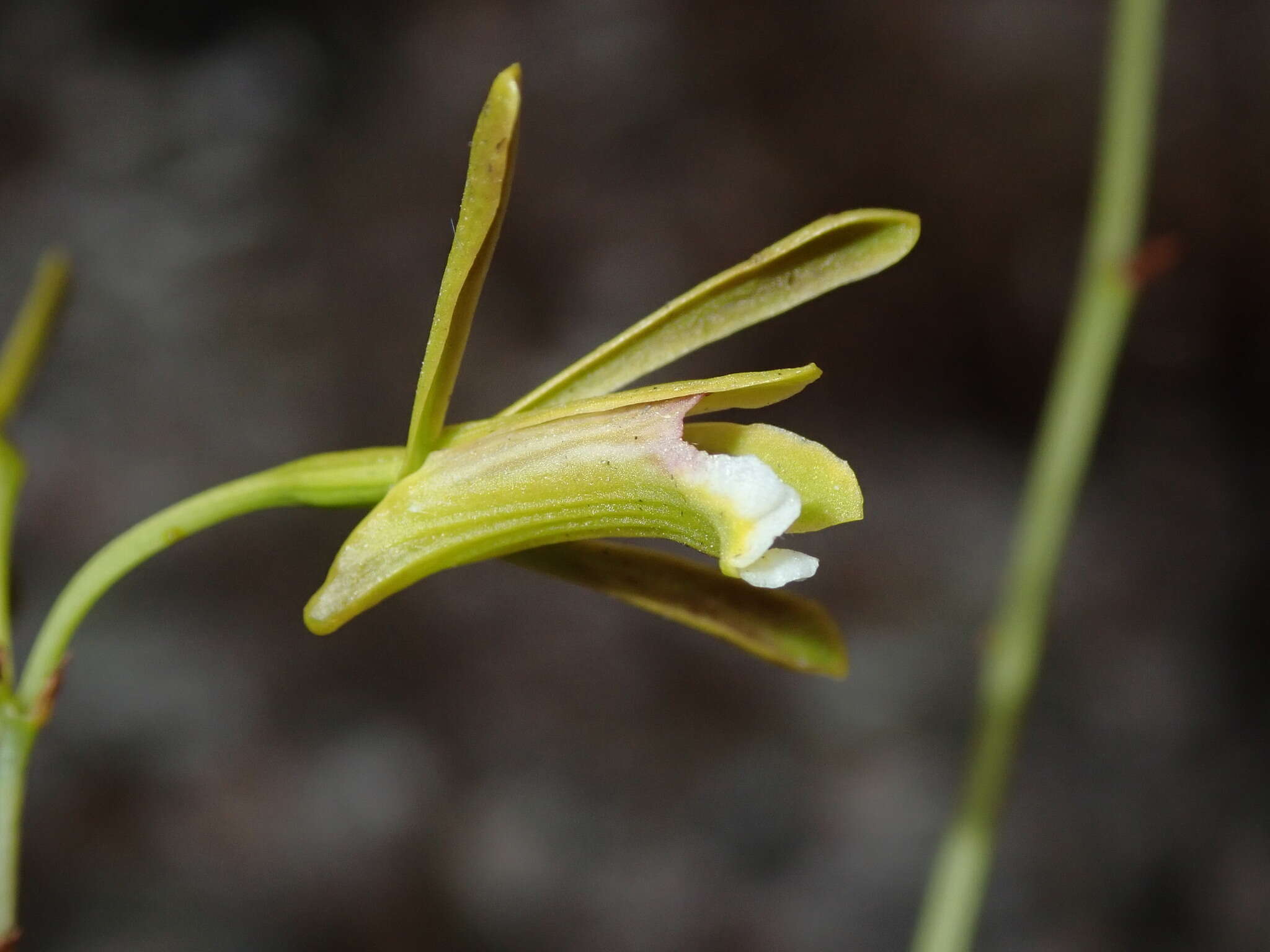 Image de Eulophia ramosa Ridl.