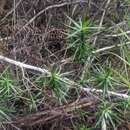 Sivun Richea milliganii (J. D. Hook.) F. Muell. kuva